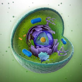 Zelle mit zu behandelnden Mitochondrien